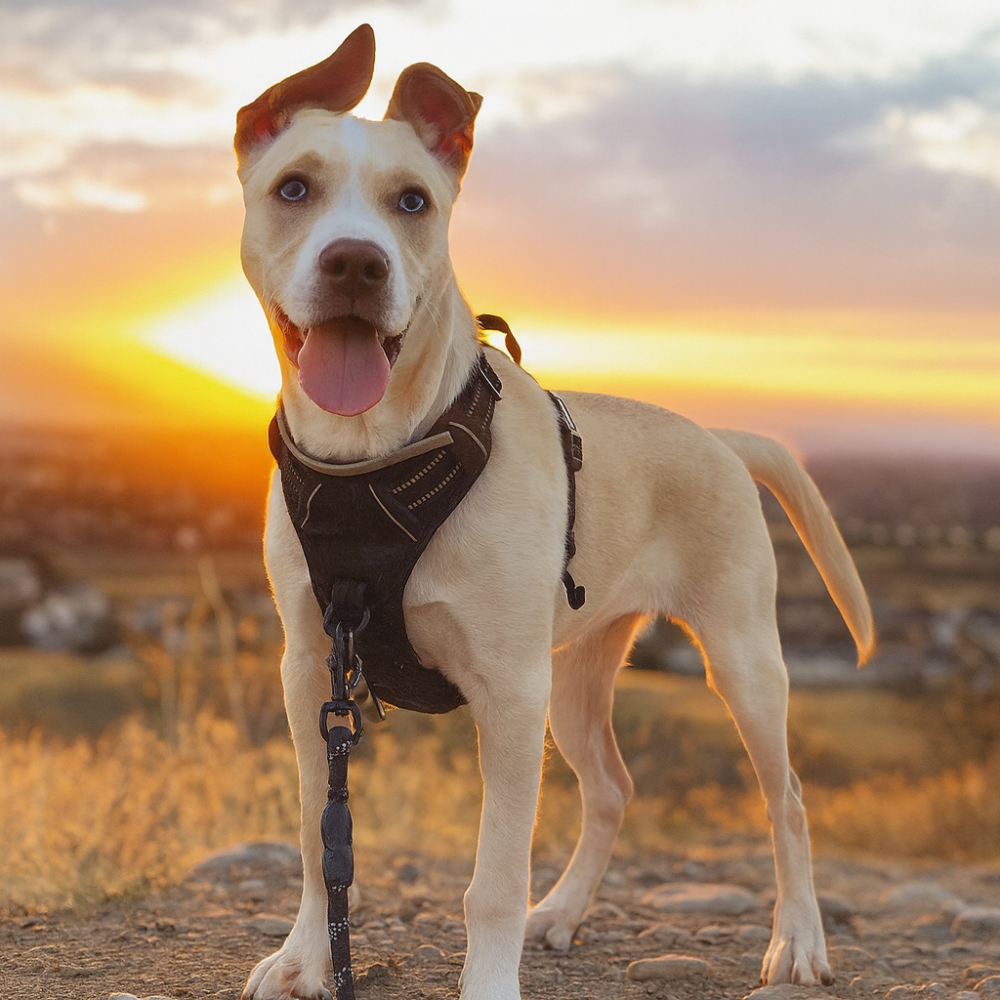 Harnais chien anti-traction réfléchissant avec poignée – Grand chien