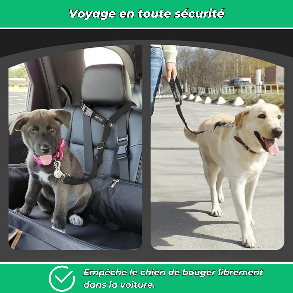 Ceinture de sécurité auto pour chien – Laisse ajustable robuste