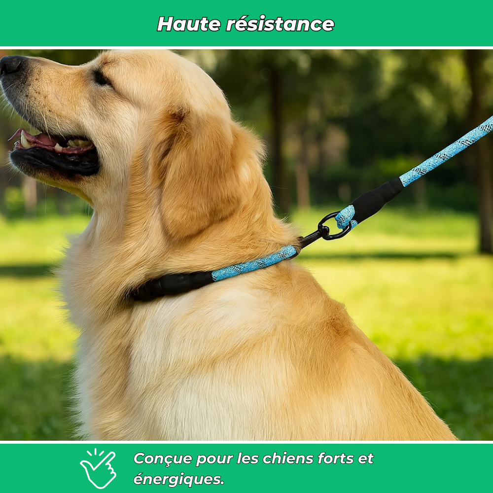 Laisse réfléchissante robuste pour chien – Poignée rembourrée, double traction, sécurité et confort