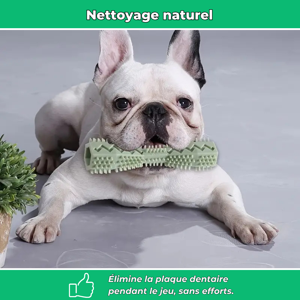 Bâtonnet Molaire en Caoutchouc Souple pour Chiens