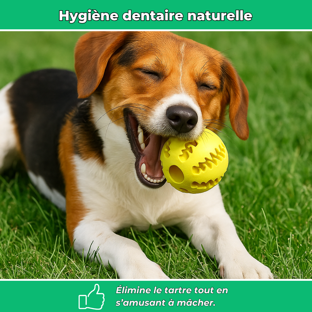 Balle en caoutchouc à mâcher pour chien