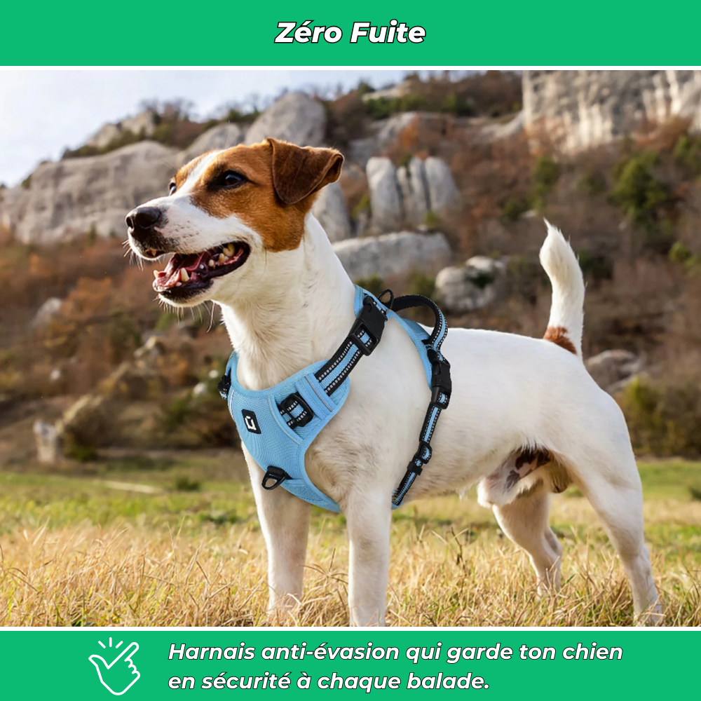 Harnais chien anti-fuite réglable + laisse 1,5 m réfléchissante