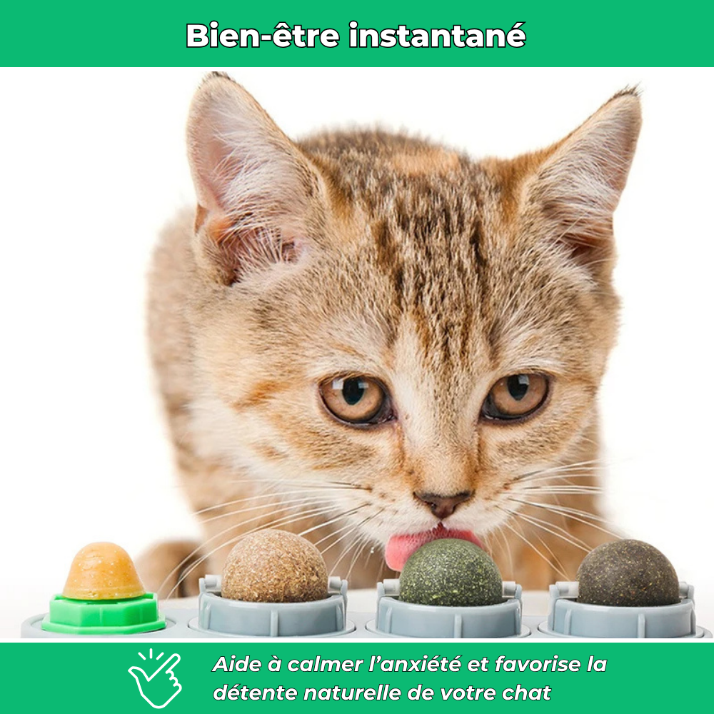 VetiChat – Jouet mural à l’herbe à chat naturelle