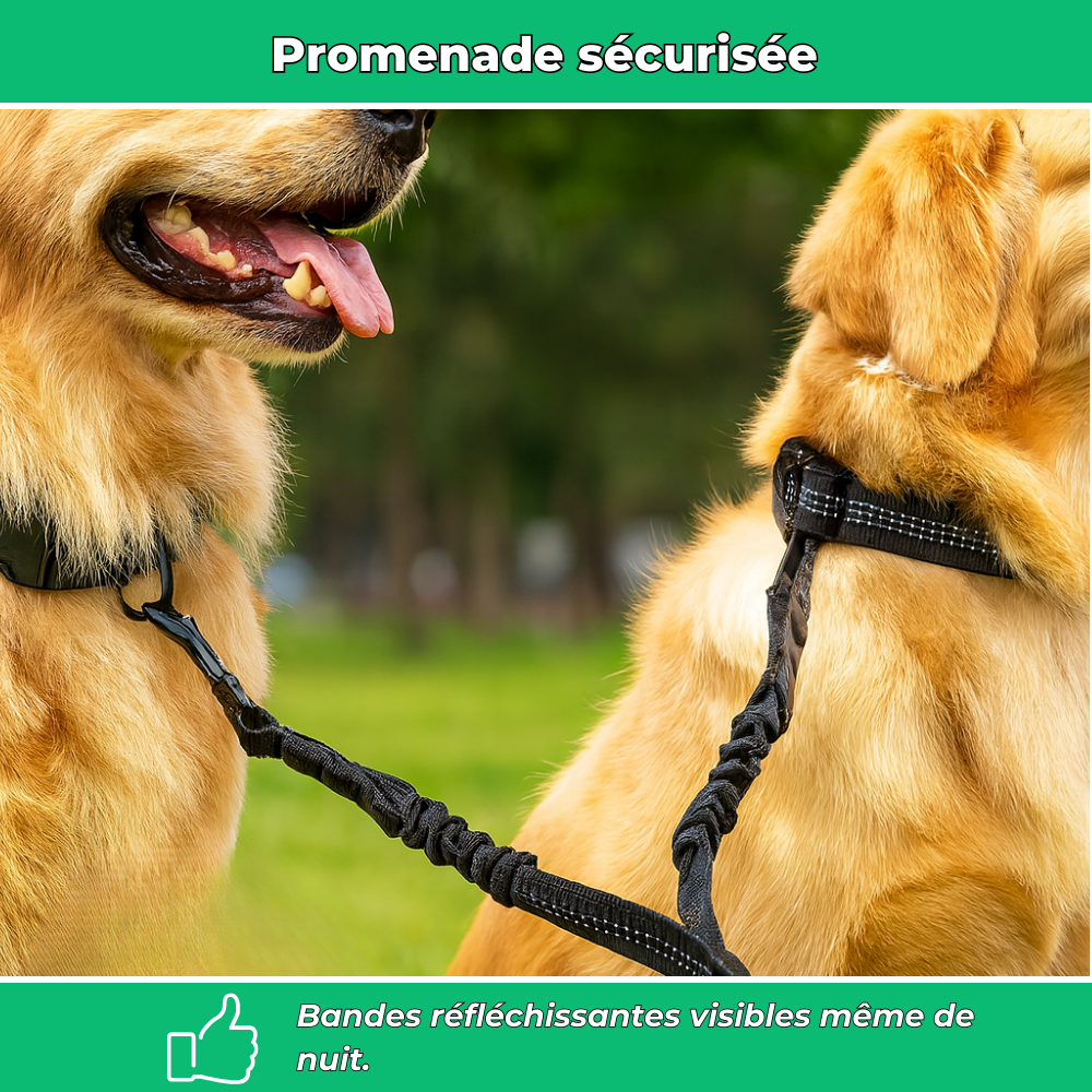 Laisse double pour chiens – Anti-enchevêtrement 360°, réglable et réfléchissante