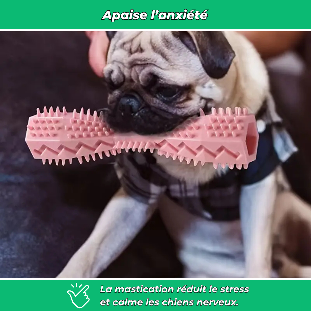 Bâtonnet Molaire en Caoutchouc Souple pour Chiens