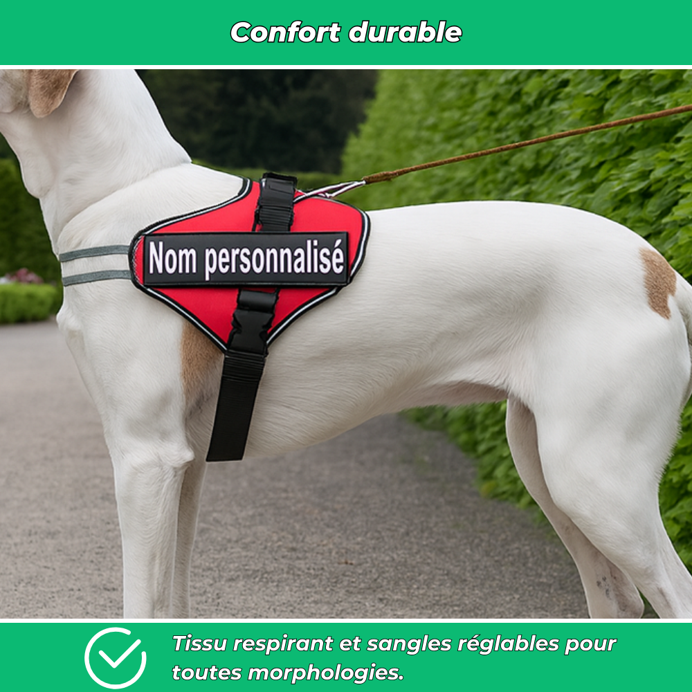 Harnais chien nom personnalisé – réglable et anti-étranglement