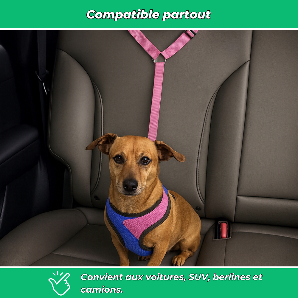 Ceinture de sécurité auto pour chien – Laisse ajustable robuste