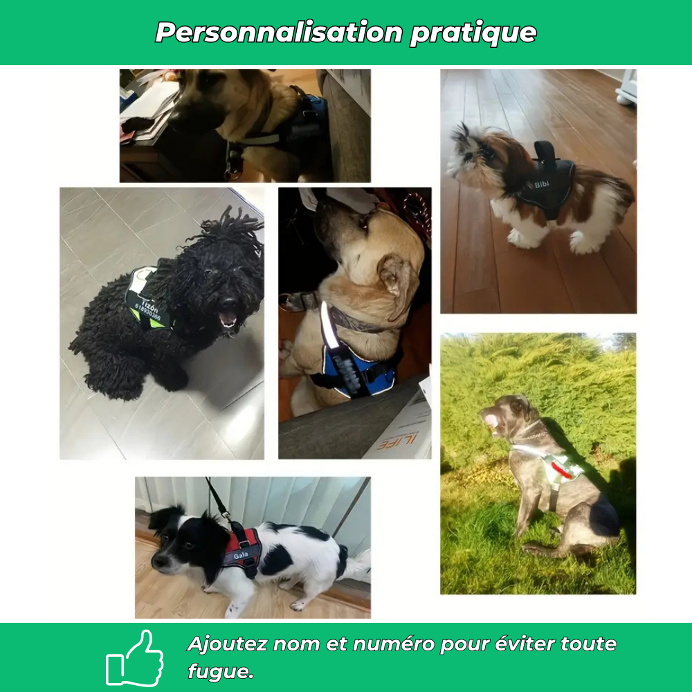 Harnais chien nom personnalisé – réglable et anti-étranglement