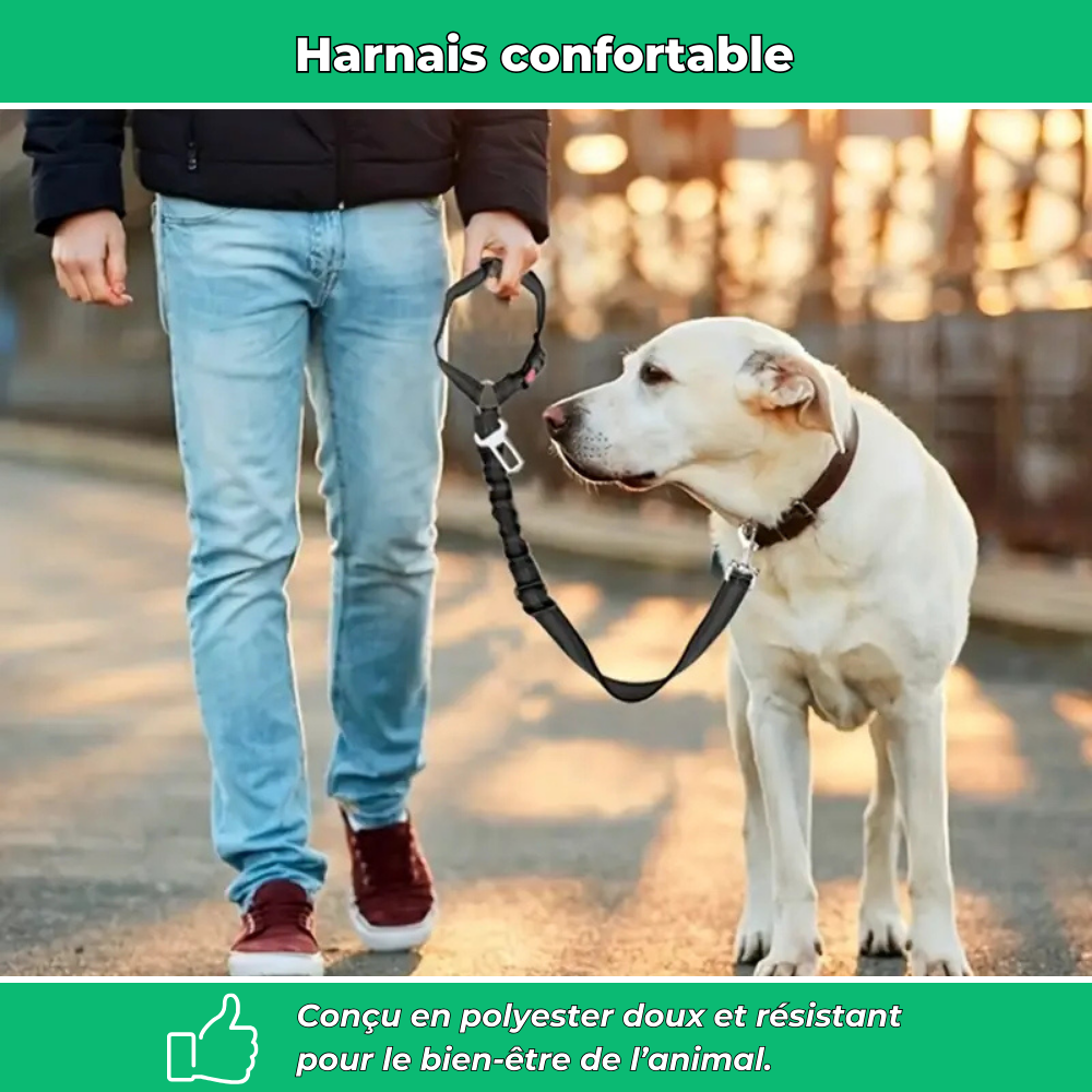 Ceinture de sécurité auto pour chien – Polyester résistant