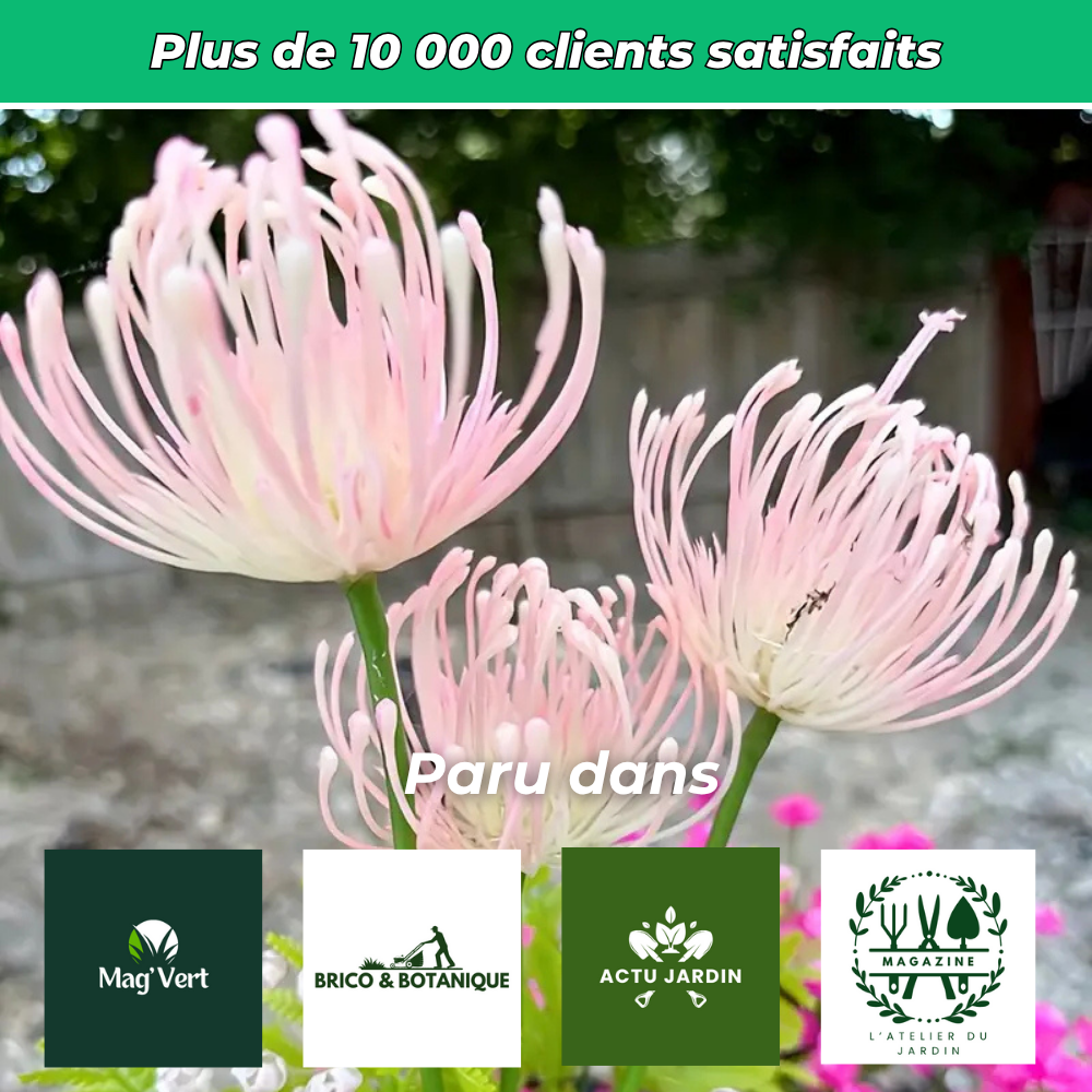 Lumières solaires florales décoratives pour jardin (Lot de 2)